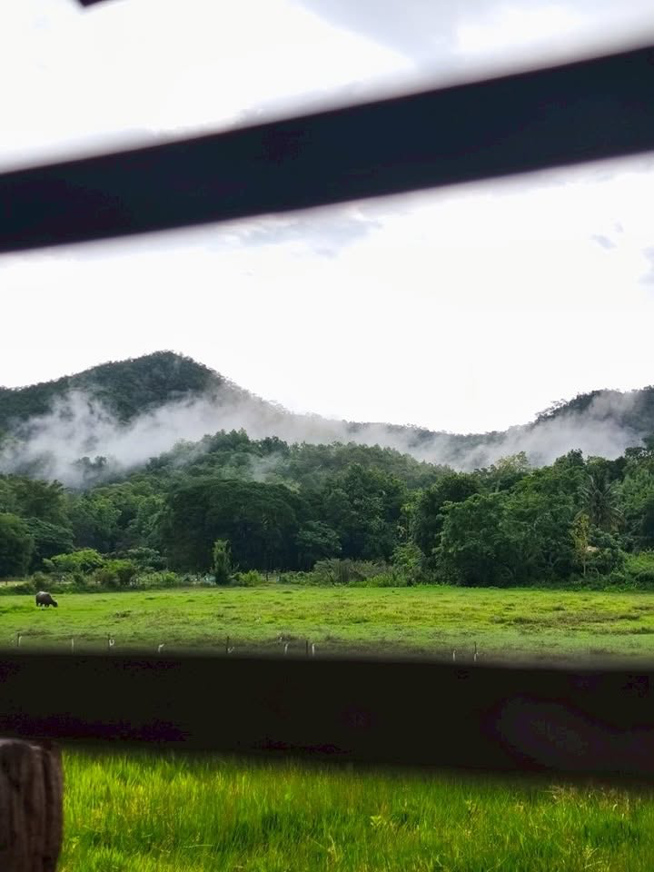 Misty green mountains and rice fields with the grazing buffalo in Doi Saket